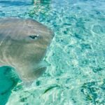 Bora Bora: Full day Lagoon Safari & Lunch on a Motu - ST - The Detailed Itinerary