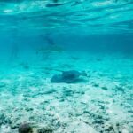 Bora Bora: Half-Day Lagoon Snorkelling Tour - From Pickup to Private Island: The Itinerary Breakdown