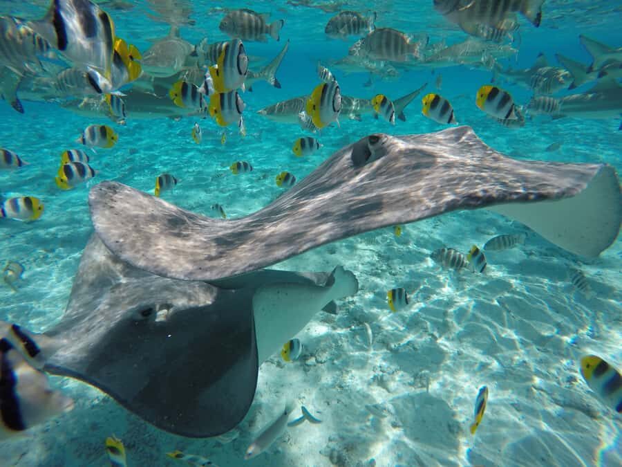 Bora Bora: Lagoon Tour and Snorkeling Experience - The Itinerary in Detail