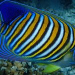 Bora Bora: Luxury Private Half Day Snorkeling Tour - Who Should Book This Tour