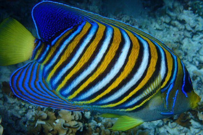 Bora Bora: Luxury Private Half Day Snorkeling Tour - Who Should Book This Tour