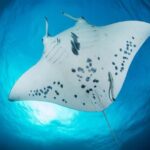 Bora Bora: Morning 2 tank dive for certified divers - The Value of the Experience