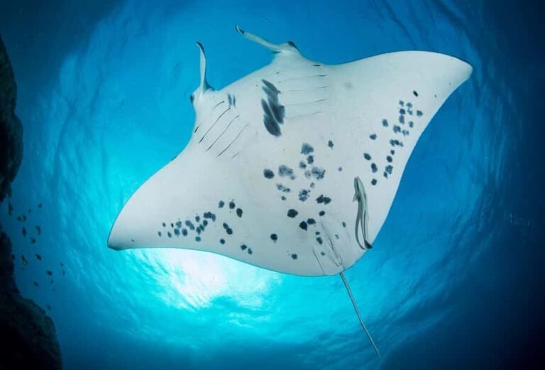 Bora Bora: Morning 2 tank dive for certified divers - The Value of the Experience