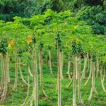 Bora Bora Off-Road Sightseeing Tour - Authentic Experiences and Practical Tips