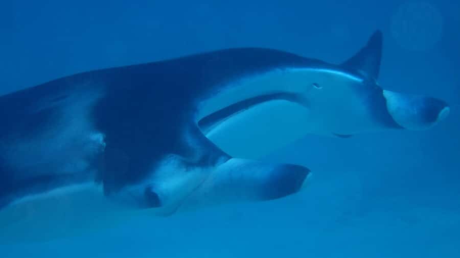 Bora Bora: Small Group Snorkeling Boat Tour with Pickup - The Experience: In Depth