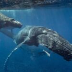 Bora Bora Whale Watching - Final Thoughts