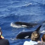 Bremer Bay: Bremer Canyon Killer Whale Expedition - Analyzing the Value: Is It Worth the Cost?
