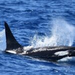 Bremer Bay Orca Experience - Why This Tour Is a Great Value