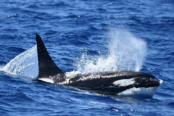 Bremer Bay Orca Experience - Why This Tour Is a Great Value