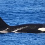 Bremer Canyon Orca Experience from Bremer Bay - What Makes This Experience Stand Out?