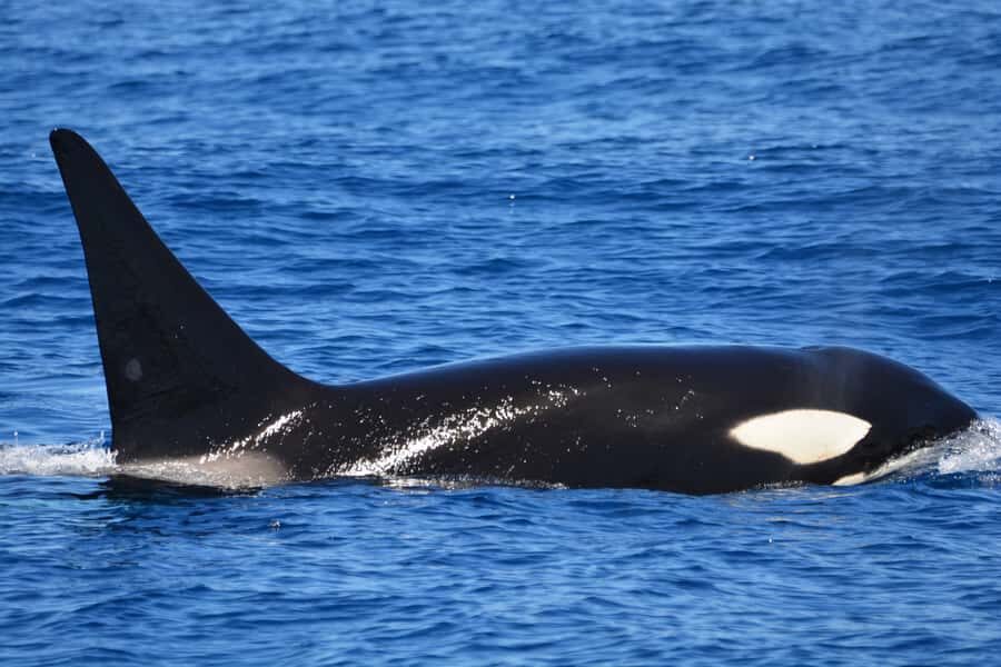 Bremer Canyon Orca Experience from Bremer Bay - What Makes This Experience Stand Out?