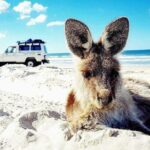 Brisbane day trip to Bribie Island - Why This Tour Offers Great Value