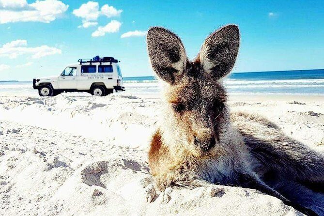Brisbane day trip to Bribie Island - Why This Tour Offers Great Value
