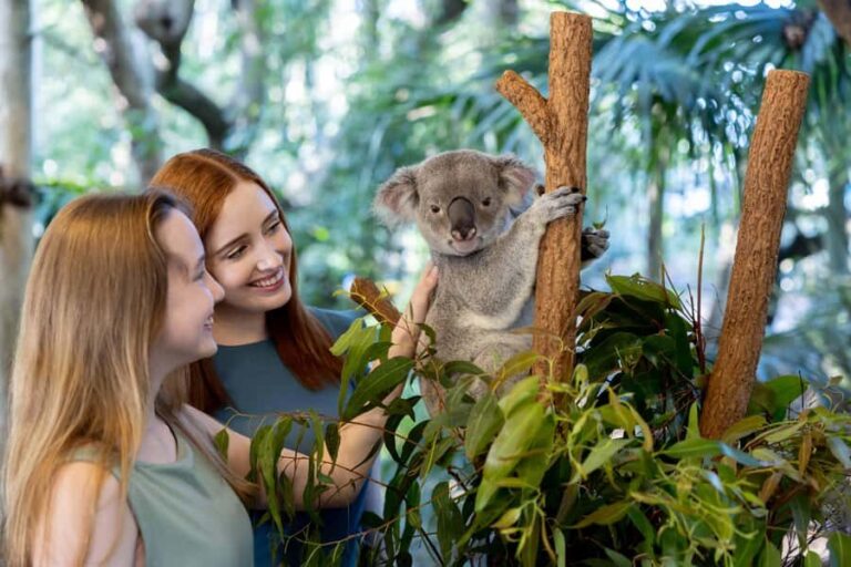 Brisbane: Lone Pine Koala Sanctuary Day Pass - What the Reviews Say