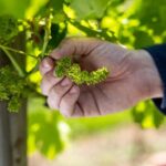 Brisbane: Premium Winery Tour with Gourmet Lunch - The Itinerary Breakdown