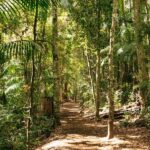 Brisbane: Rainforests, Waterfalls and Glow Worm Cave Tour - The Highlights That Make This Tour Stand Out
