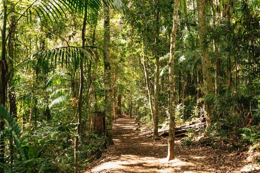 Brisbane: Rainforests, Waterfalls and Glow Worm Cave Tour - The Highlights That Make This Tour Stand Out