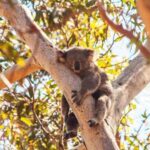 Brisbane to North Stradbroke Island Day: Wildlife & Beaches - Wildlife Encounters in Their Natural Habitat