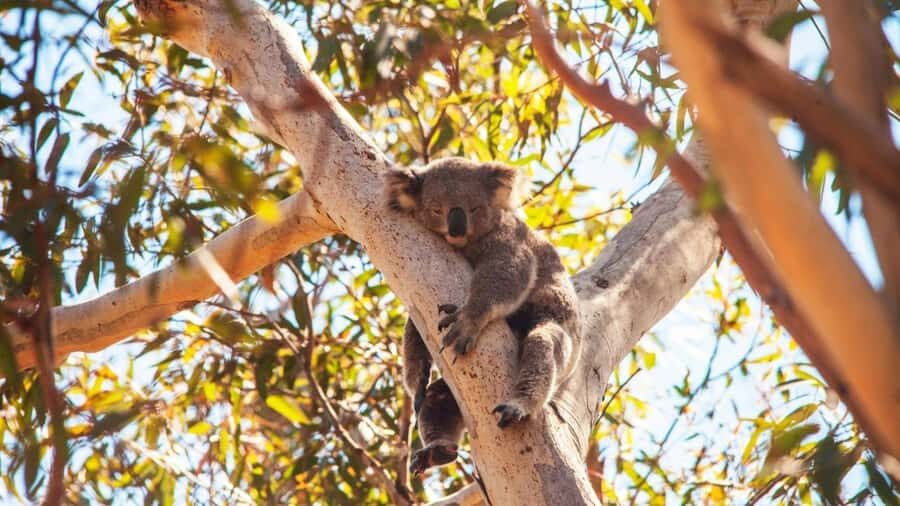 Brisbane to North Stradbroke Island Day: Wildlife & Beaches - Wildlife Encounters in Their Natural Habitat