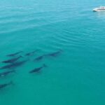 Brisbane Whale Watching Cruise from Redcliffe or Sunshine Coast - The Gourmet Lunch