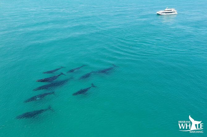 Brisbane Whale Watching Cruise from Redcliffe or Sunshine Coast - The Gourmet Lunch