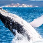 Brisbane: Whale Watching Cruise with Lunch - The Itinerary: What to Expect