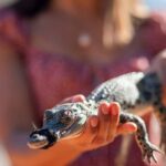 Broome: Matso's Brewery, Museum & Crocodile Park Combo Tour - Broome Museum: A Window into Local Life