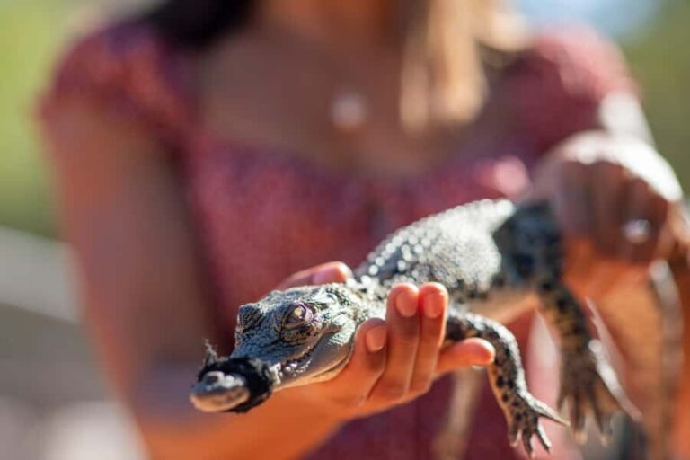 Broome: Matso's Brewery, Museum & Crocodile Park Combo Tour - Broome Museum: A Window into Local Life