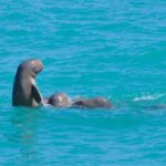 Broome: Snubfin Dolphin Cruises - The Value for Your Money