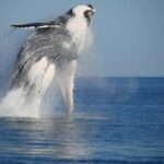 Broome Sunset & Whale Watching Cruise - The Itinerary: What to Expect