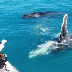 Broome: Whale Watching & Sunset Cruise - The Experience Breakdown