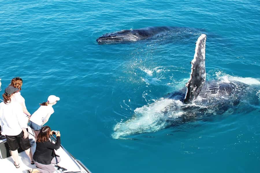 Broome: Whale Watching & Sunset Cruise - The Experience Breakdown