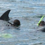 Bunbury: Swim with Dolphins Tour - Final Thoughts: Is It Worth It?