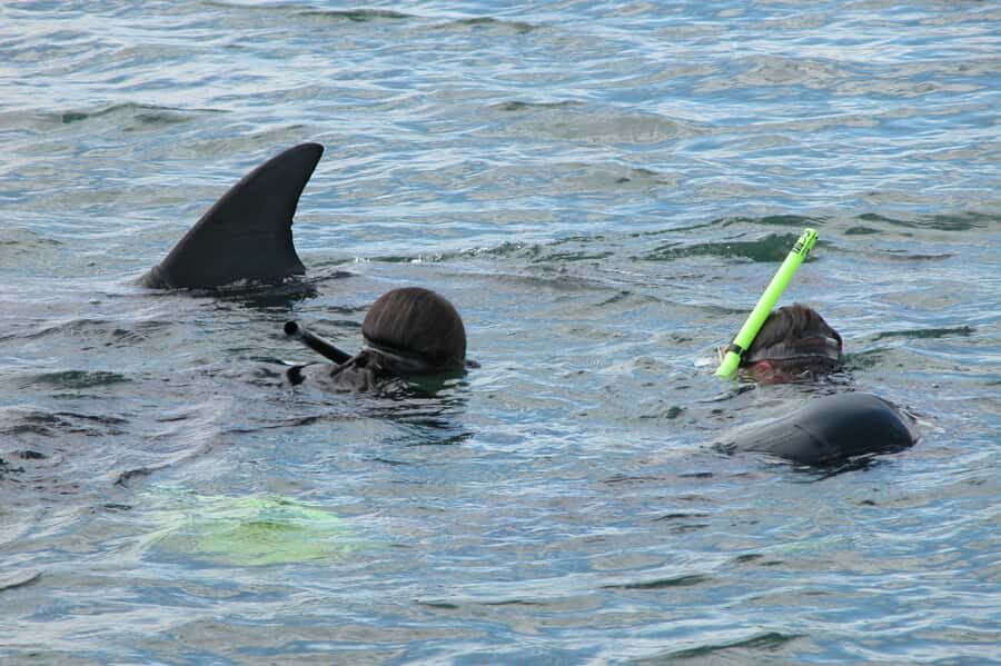 Bunbury: Swim with Dolphins Tour - Final Thoughts: Is It Worth It?