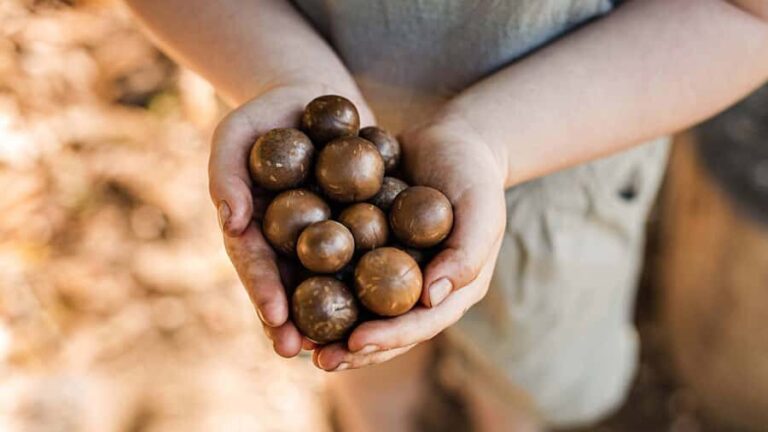 Bundaberg: Macadamia Orchard Tour - Who Will Love This Tour?