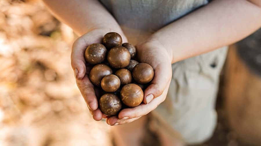 Bundaberg: Macadamia Orchard Tour - Who Will Love This Tour?