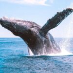 Bundaberg: Whale Watching Sightseeing Cruise with Lunch - Why This Tour Is a Great Choice