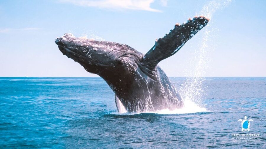 Bundaberg: Whale Watching Sightseeing Cruise with Lunch - Why This Tour Is a Great Choice