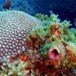 Busselton: 4 Mile Reef Guided Scuba Diving Tour - The Value and Practicalities