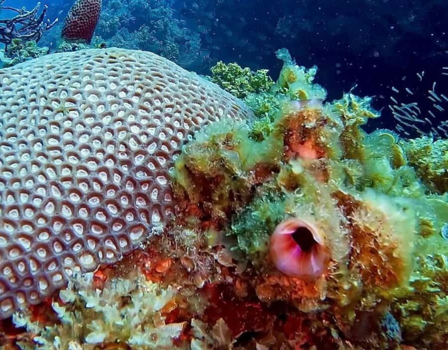 Busselton: 4 Mile Reef Guided Scuba Diving Tour - The Value and Practicalities