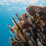 Busselton Jetty and Underwater Sculptures Snorkel Boat Tour - Key Points