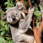 Byron Bay and Currumbin Wildlife Sanctuary Day Tour - Value and Cost Considerations