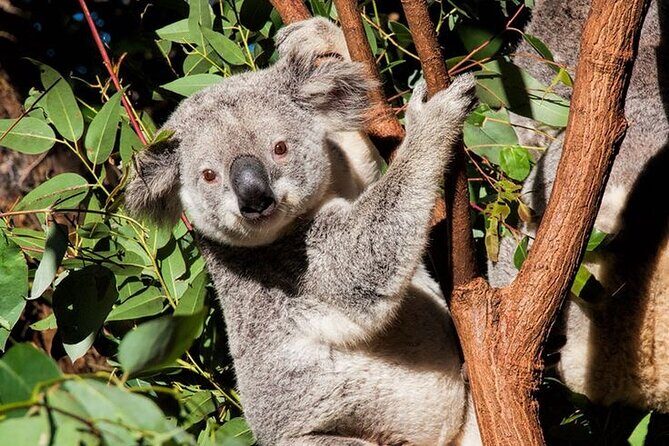 Byron Bay and Currumbin Wildlife Sanctuary Day Tour - Value and Cost Considerations