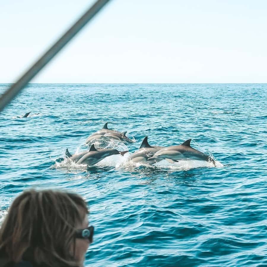Byron Bay: Cruise with Dolphins Tour - Who Will Love This Tour?