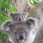 Byron Bay: Full-Day Wildlife Safari - Summary: Why Choose This Wildlife Safari?