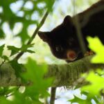 Byron Bay: Nighttime Nature Walk with Night Vision Goggles - What Makes It Special?