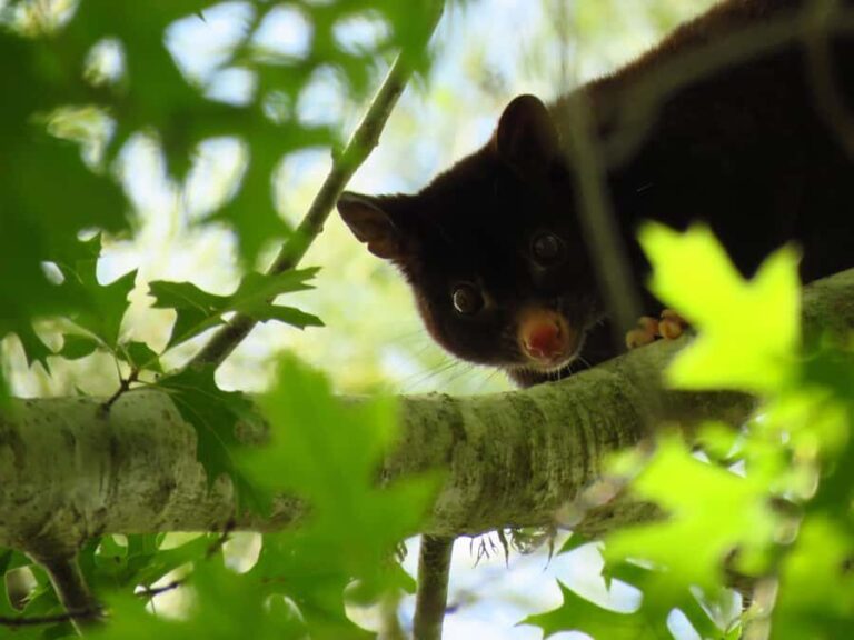 Byron Bay: Nighttime Nature Walk with Night Vision Goggles - What Makes It Special?