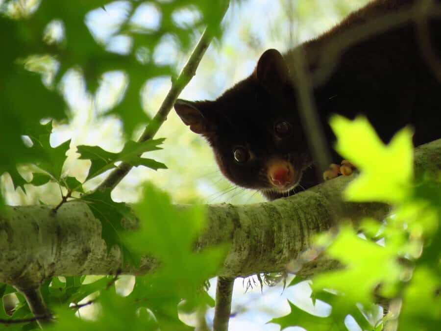 Byron Bay: Nighttime Nature Walk with Night Vision Goggles - What Makes It Special?