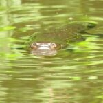 Byron Bay Platypus Walk - Who Should Consider This Tour?
