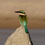 Byron Bay: Scenic Sunset River Cruise - Who Will Love This Experience?